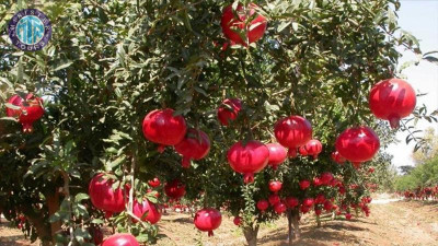 رحلة جيب سفاري والرافتنج في مانافجات