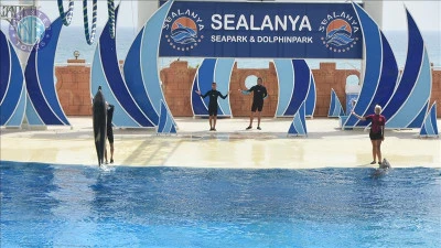 Delfin park i Colakli