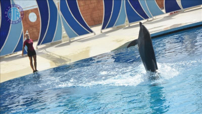 Alanya dolphin show from Titreyengol