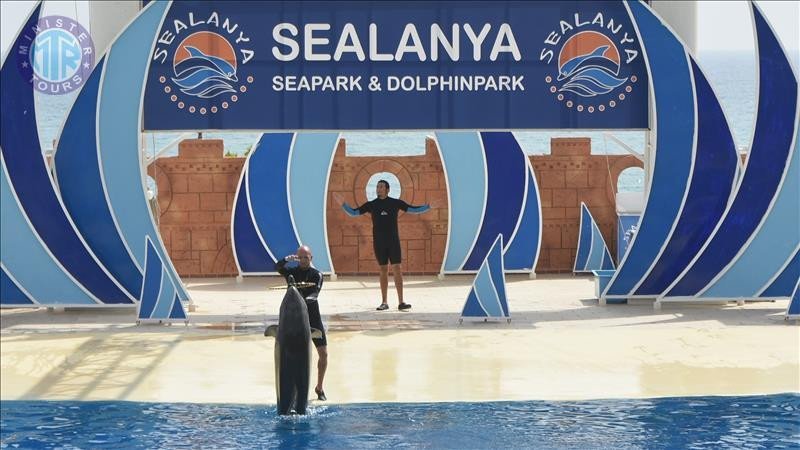 Delfinariumas Sealanya iš Kumkojaus5