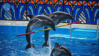 رحلة عرض الدلافين من بوجازكنت