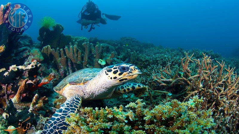 Diving in Kusadasi9