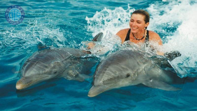 Nager avec les dauphins Bodrum gif