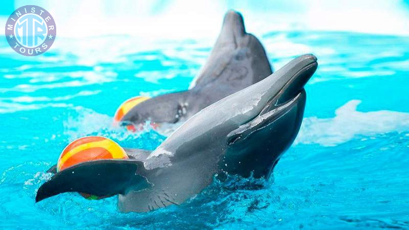 Swimming with dolphins in Bodrum5
