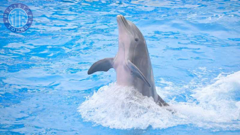 Swimming with dolphins in Bodrum7