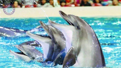 Delfinarium Istanbul