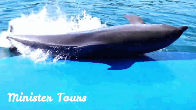 Dolfinarium Istanbul gif