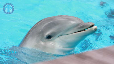 Kusadasi dolphin show