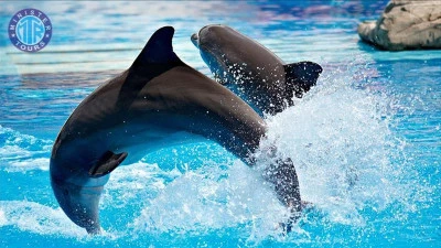 Beldibi dolphin show