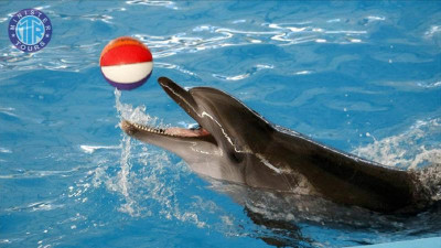 رحلة حديقة الدلافين في تيكيروفا