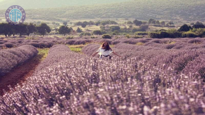 Lavender fields Side