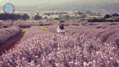 Lavender fields Antalya gif
