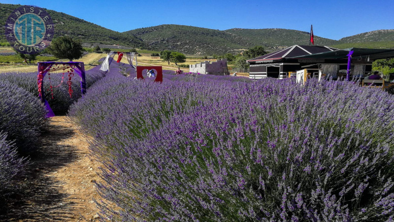 Lavender fields Antalya6