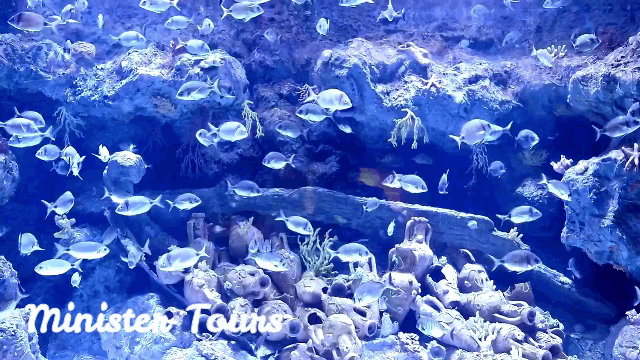 Aquarium in der Antalya gif