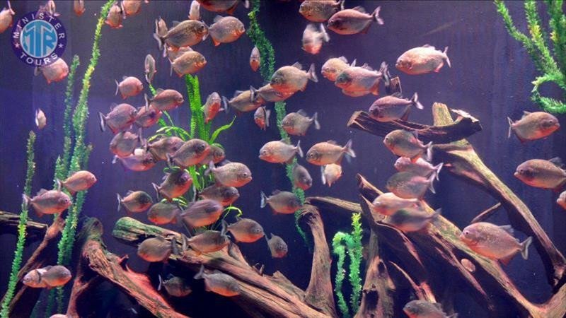 Antalya aquarium1