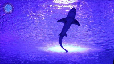 Aquarium Trabzon