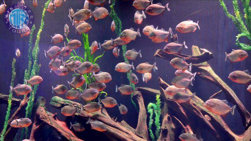 Aquarium in Trabzon1