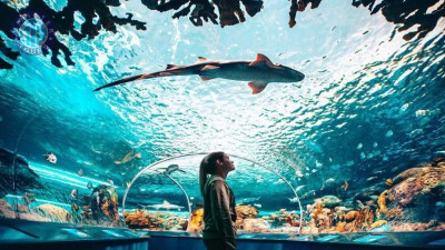 Aquarium Izmir gif