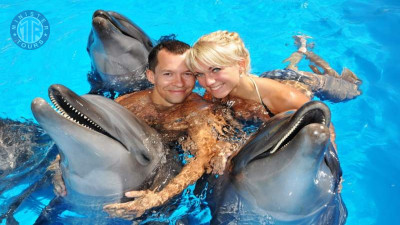 Izmir delfin schwimmen