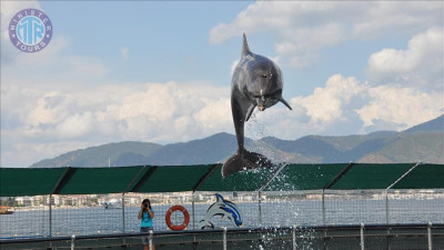 پارک دلفین ها در مارماریس gif