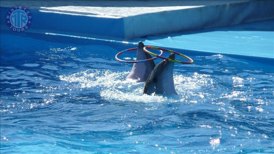 Icmeler dolphin show