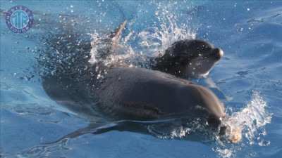 Dolphin Park in Marmaris