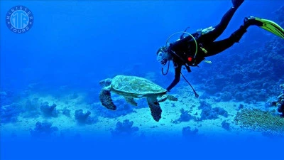 Marmaris Tüplü Dalış