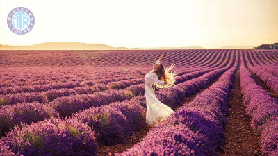 Lavendelhaven i Antalya